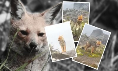 En imágenes: zorro andino fue captado en zona montañosa de Colombia y generó furor en redes sociales
