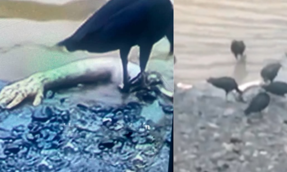 Encontraron dos extremidades del cadáver de un hombre flotando en el río Medellín cerca de importante estación del metro: investigan si son de la misma víctima