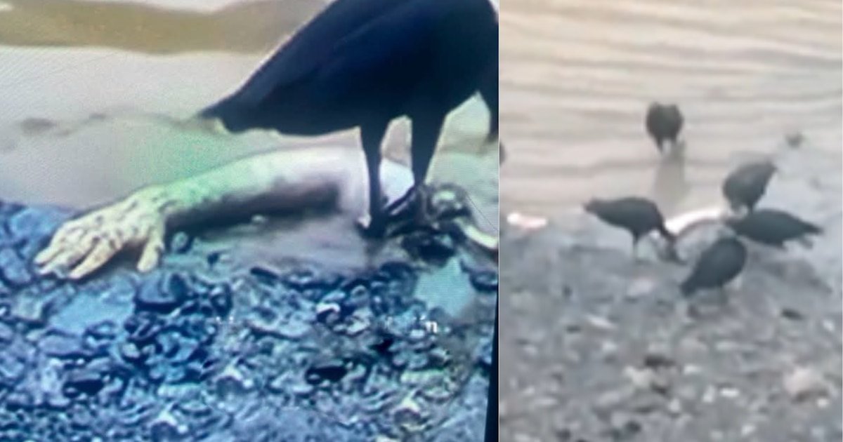 Encontraron dos extremidades del cadáver de un hombre flotando en el río Medellín cerca de importante estación del metro: investigan si son de la misma víctima