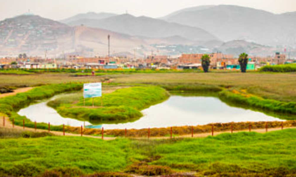 Los humedales de Ventanilla: el ‘pulmón’ de Lima que ha perdido gran parte de su extensión debido al avance urbano