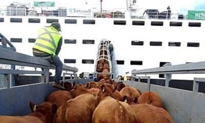 Organizaciones proteccionistas marcharán contra el decreto que habilita la exportación de animales vivos para faena