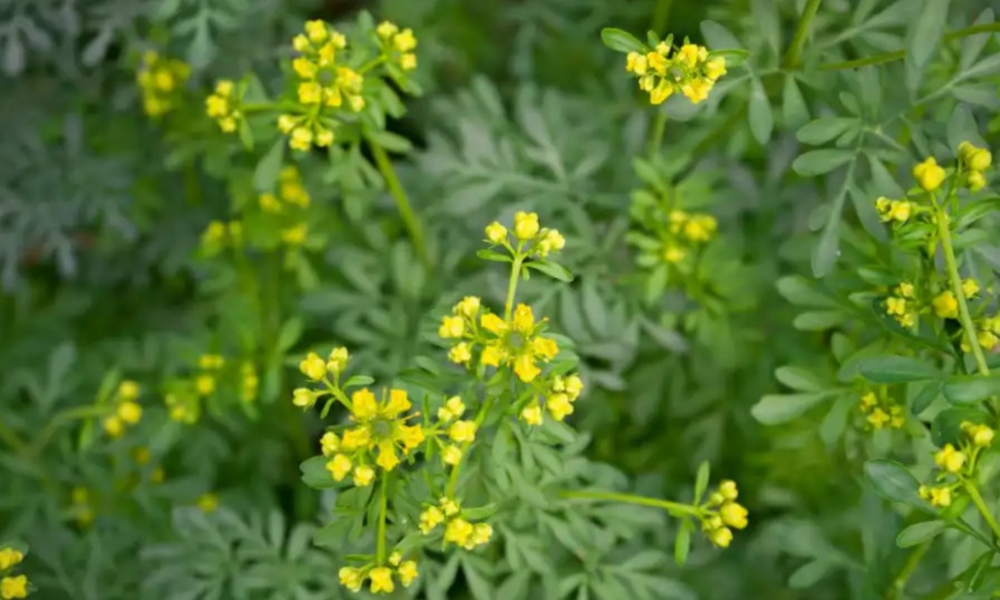 Plantas aromáticas que sirven como insecticidas naturales para eliminar moscas, cucarachas, polillas, zancudos y hormigas