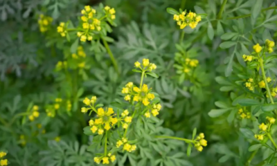 Plantas aromáticas que sirven como insecticidas naturales para eliminar moscas, cucarachas, polillas, zancudos y hormigas