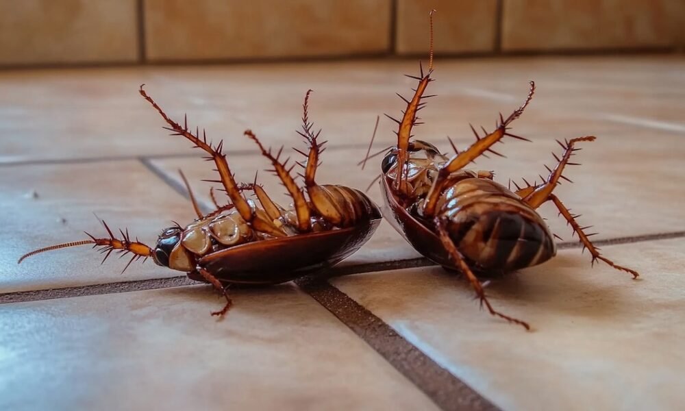 Por qué hay cucarachas en tu casa y cómo eliminarlas de manera efectiva