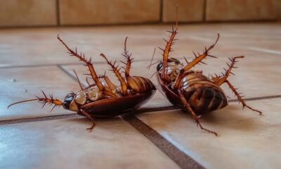 Por qué hay cucarachas en tu casa y cómo eliminarlas de manera efectiva