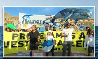 ¿Cómo va el proyecto Saguaro? la iniciativa que buscan frenar en defensa de las ballenas en México