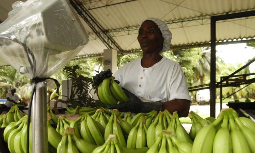 Aranceles de Trump Amenazan Exportación de Banano del Caribe Colombiano: Asbama Pide Acció Urgente