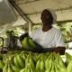 Aranceles de Trump Amenazan Exportación de Banano del Caribe Colombiano: Asbama Pide Acció Urgente