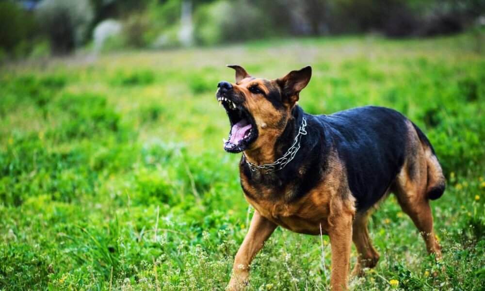 Ambulancia no Trasladó a la Vícima un centro de asistencia