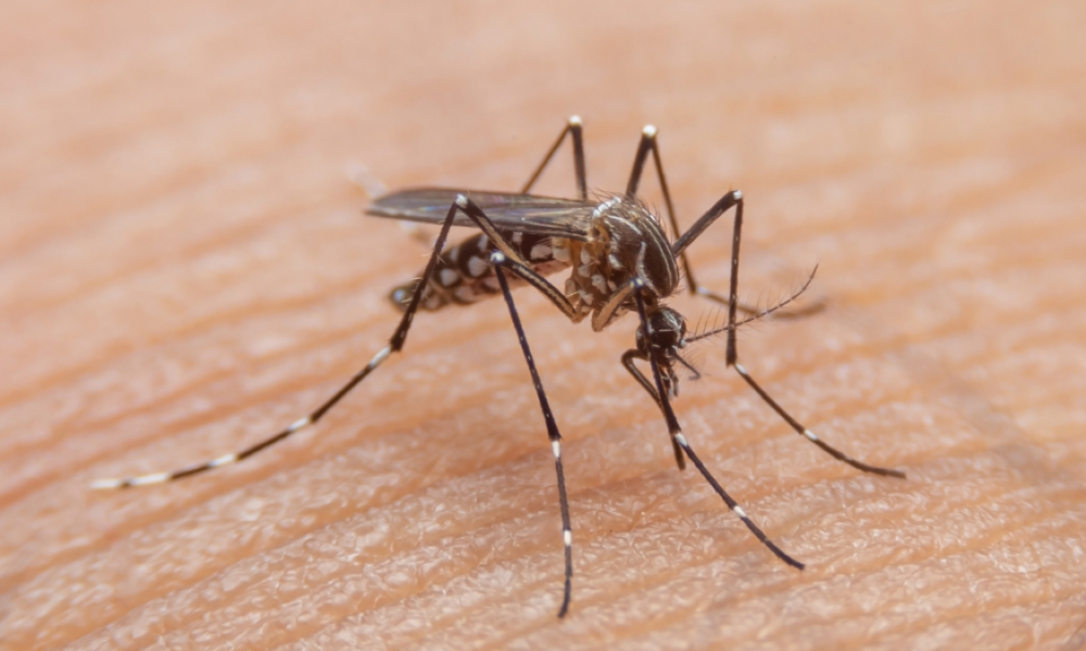 Las alarmantes cifras de dengue que tienen en alerta a Las Autoridadas