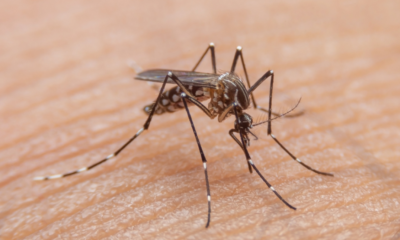 Las alarmantes cifras de dengue que tienen en alerta a Las Autoridadas