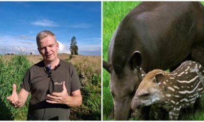 El Danés que el 'Guardián' de Las Dantas y del Bosque en una zona de Protección del Parque Nevados en Risaralda