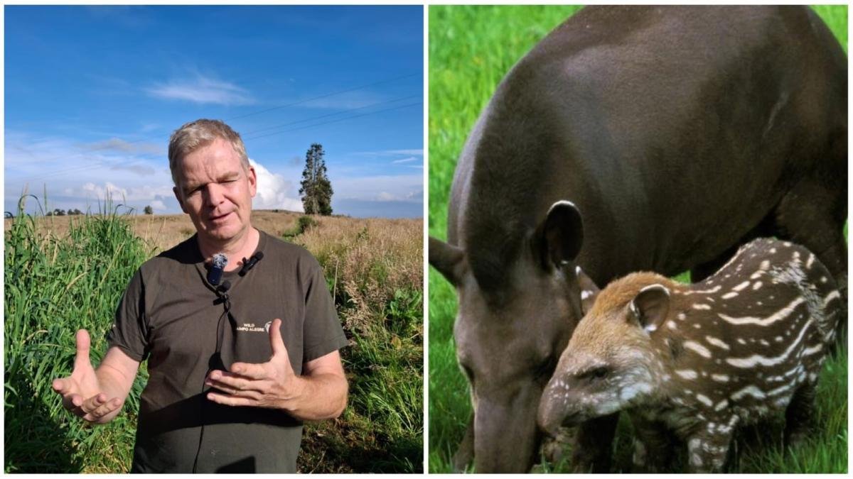 El Danés que el 'Guardián' de Las Dantas y del Bosque en una zona de Protección del Parque Nevados en Risaralda