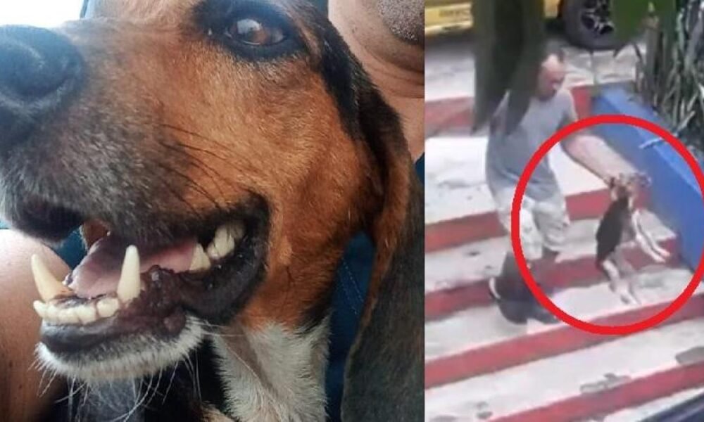 Multan a Taxista que Habría Abandonado A Perro Con Fractura de Columna: El Implicado Habló Sobre El Hecho