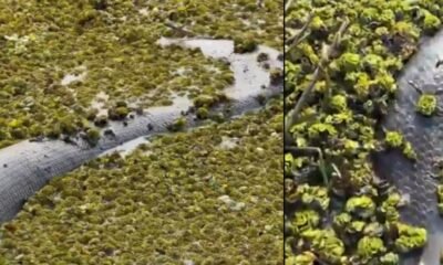 EN INCREÍBLE AVISTAMENTO EN CASANARE, BIÓLOGO HALLA GIGANTECA ANACONDA Verde de Cinco Metro en Su Hábitat
