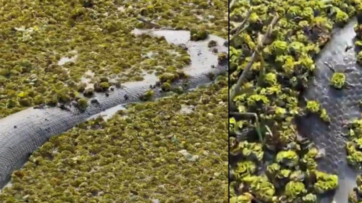 EN INCREÍBLE AVISTAMENTO EN CASANARE, BIÓLOGO HALLA GIGANTECA ANACONDA Verde de Cinco Metro en Su Hábitat