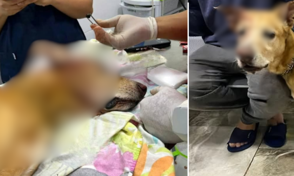 El recibe de La Mascota Atención Veterinaria