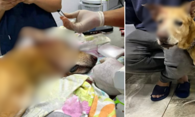 El recibe de La Mascota Atención Veterinaria