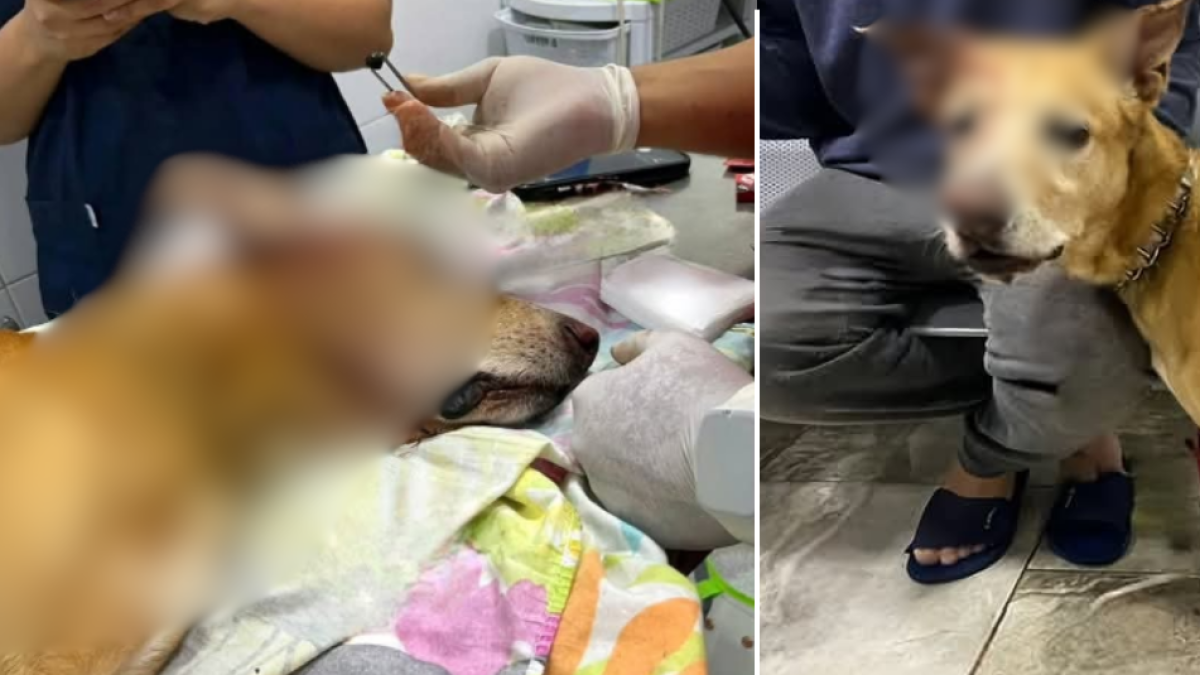 El recibe de La Mascota Atención Veterinaria