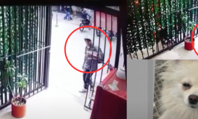 Sujeto se Hace Pasar Por Vendedor y Roba Mascotas en Bogotá: Alerta por Banda Delincuencial