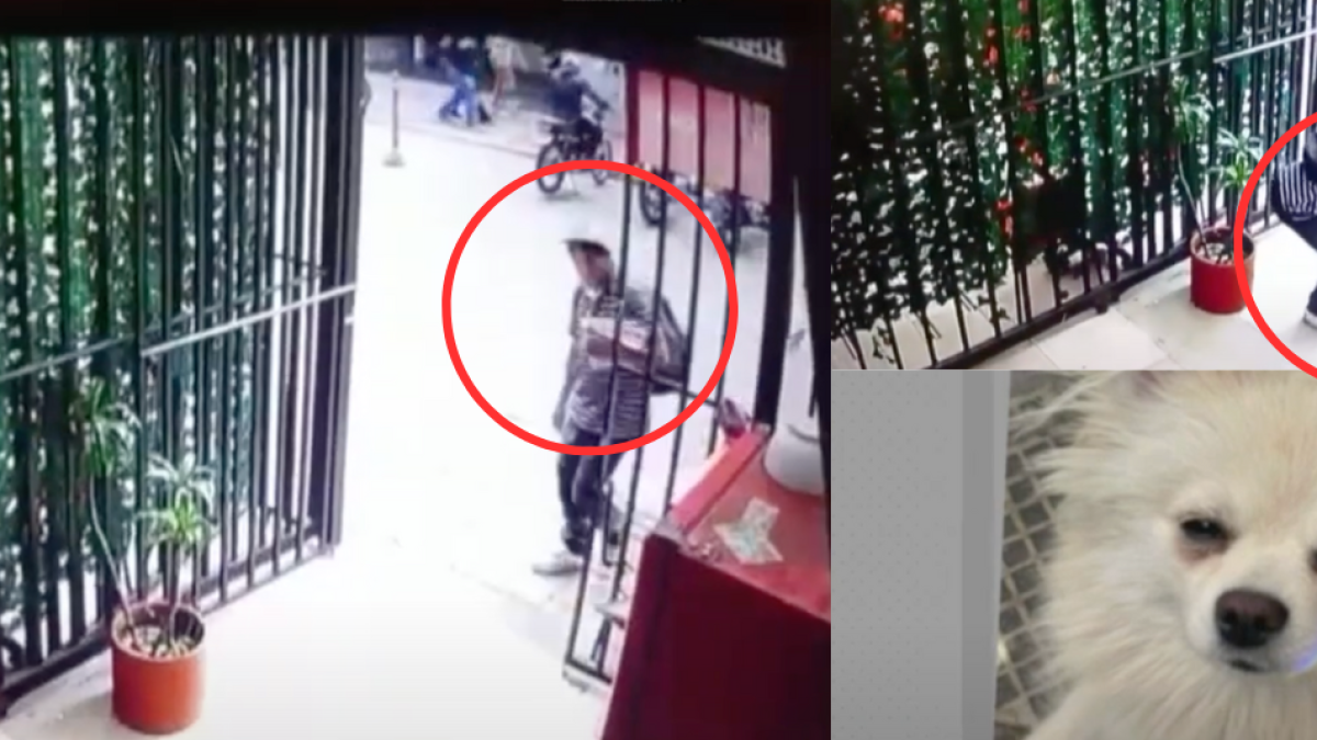 Sujeto se Hace Pasar Por Vendedor y Roba Mascotas en Bogotá: Alerta por Banda Delincuencial