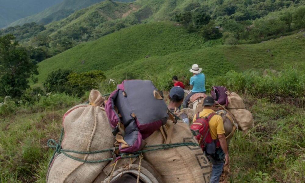 EN 2024 MÁS DE 6.300 DESPLAZADOS LLEGARON A MEDELLÍN; ONU PROMODIO DE 17 PERSONAS CADA Día: Personería