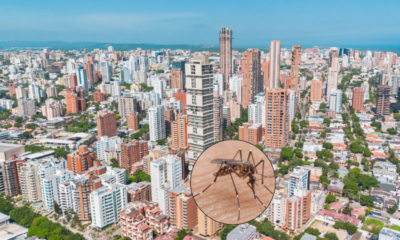 Barranquilla Refuerza Vacunación Contra Fiebre Amarilla por Aumento de Vieges en Semana Santa