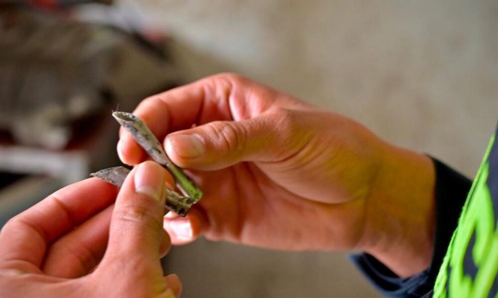 ESTA SEMANA SANTA LA INFORMACIÓN DE LA CIUDADANIA ES VITAL PARA QUE CAIGAN REDES DE