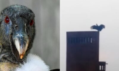 ESTO DICEN LA CAR SOBRE LAS IMÁGENES.