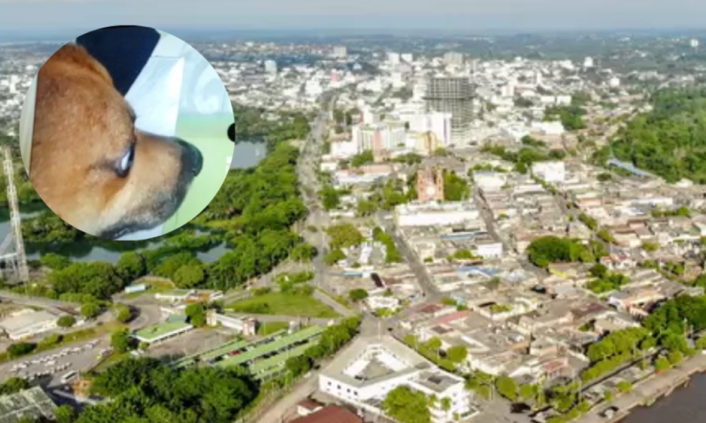 Perrito Murió Baleado por Sicarios Tras Intentar Salvar A Un Vecino en Barrancabermeja, Santander