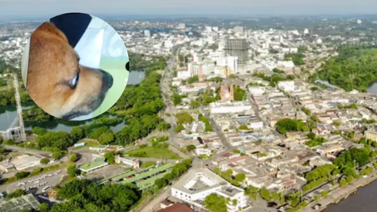 Perrito Murió Baleado por Sicarios Tras Intentar Salvar A Un Vecino en Barrancabermeja, Santander