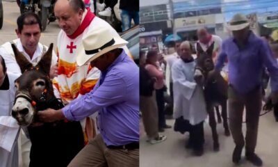 Indignación por sacerdota que usó una burra en zipaquirá para itarra a iglesia en semana santa: Alcaldía respondió