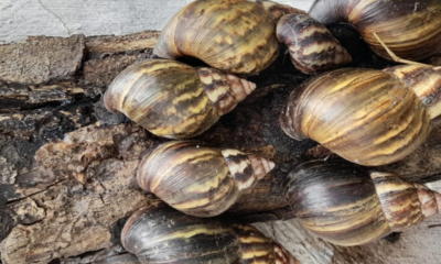 ¡Alerta por Caracol Gigante Africano! Lluvias AUNONARON Su Presencia en Esta Zona de Colombia