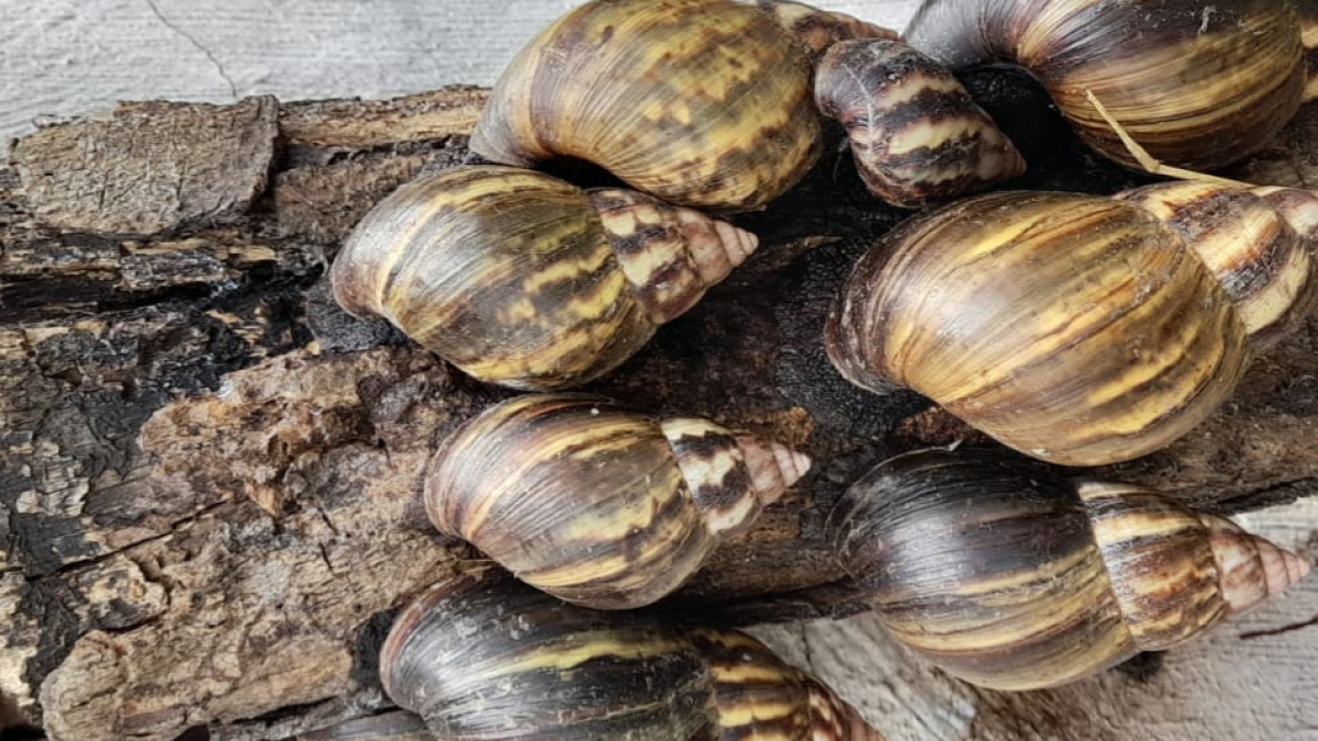 ¡Alerta por Caracol Gigante Africano! Lluvias AUNONARON Su Presencia en Esta Zona de Colombia