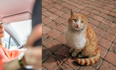 Mujer Señalada de Tirar Un Gato Por la Ventana de Su Carro en Movimiento en Bogotá Hobró Sobre Los Hechos