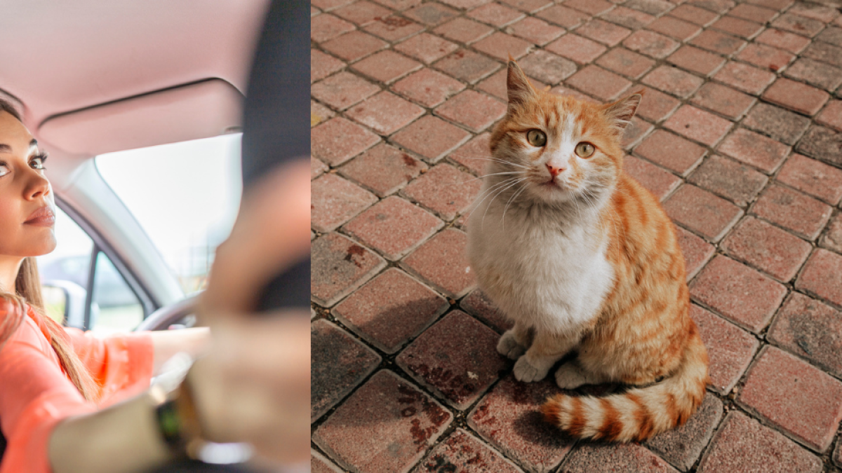 Mujer Señalada de Tirar Un Gato Por la Ventana de Su Carro en Movimiento en Bogotá Hobró Sobre Los Hechos