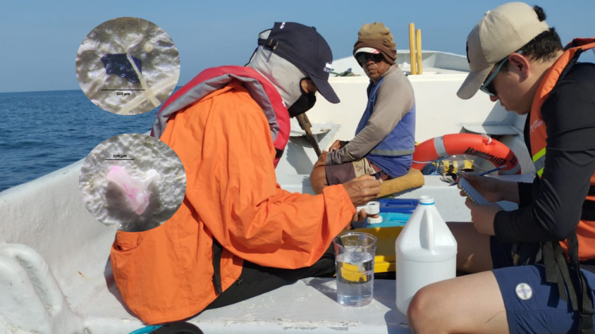 la amenaza invisible que pone en riesgo la biodiversidad marina del atlánico