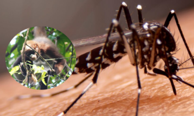 ¿Qé Implica Este Hallazgo para la Salud Pública?