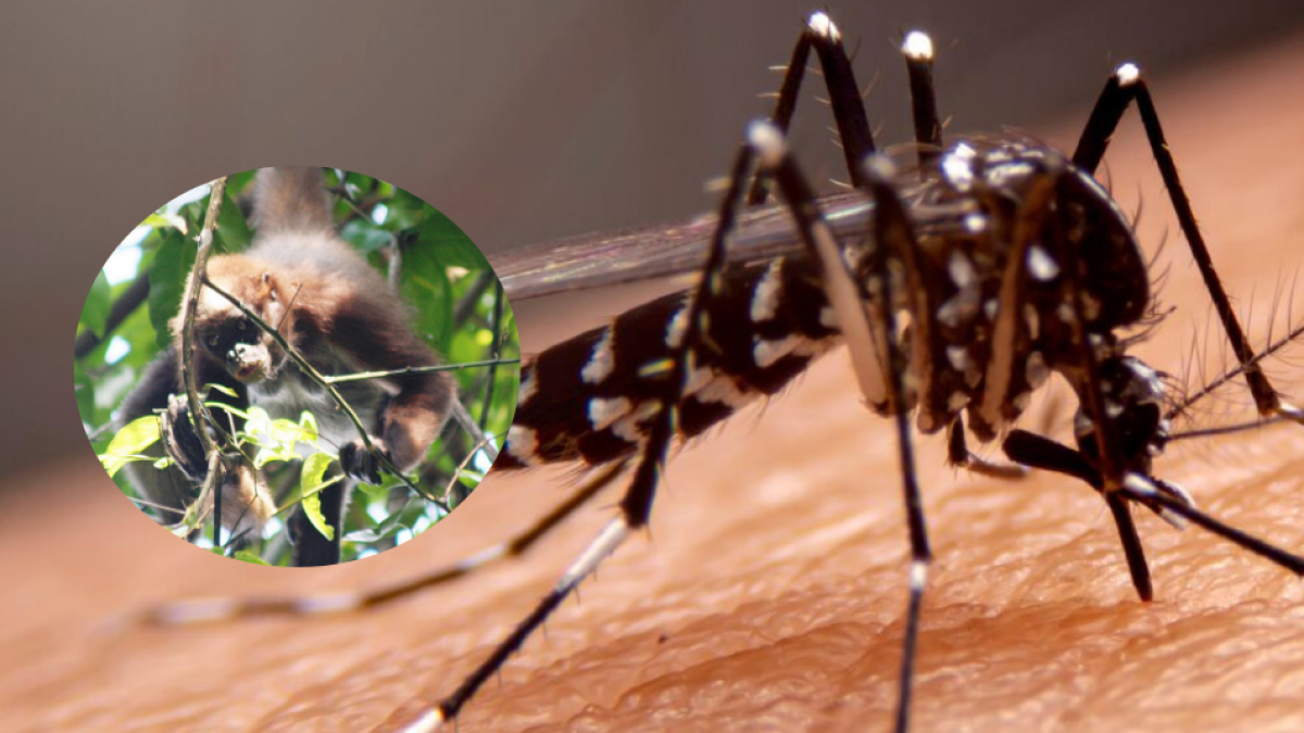 ¿Qé Implica Este Hallazgo para la Salud Pública?