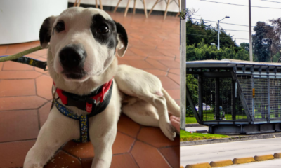 lo rescataron y está en recupera