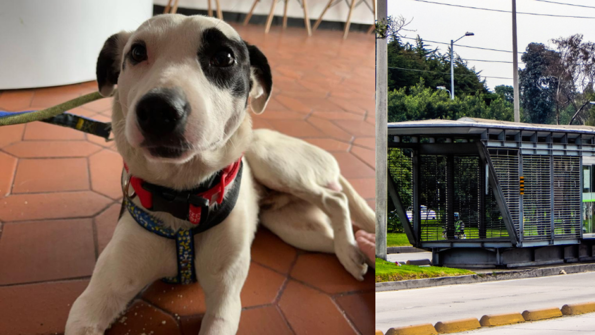 lo rescataron y está en recupera