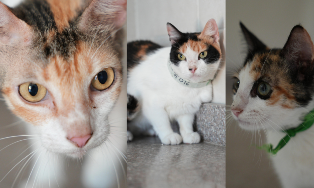 Más de 200 Gatos Buscan Un Hogar Este Sábado