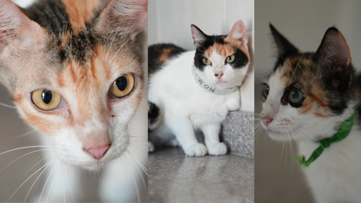 Más de 200 Gatos Buscan Un Hogar Este Sábado