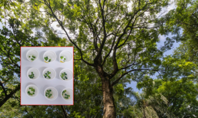 SEIS Especies de Árboles Serían Claves para Combatir Contaminación Del Aire en Medellín, Según Estudio de la Udea