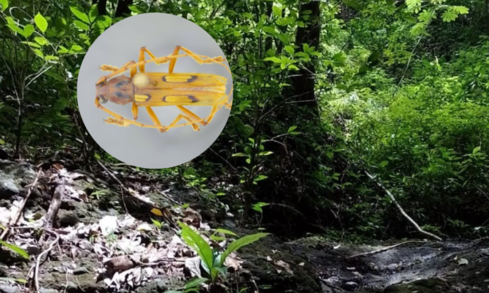 Estudiantes y Doccente de Uniatlánntico Descubren Nueva