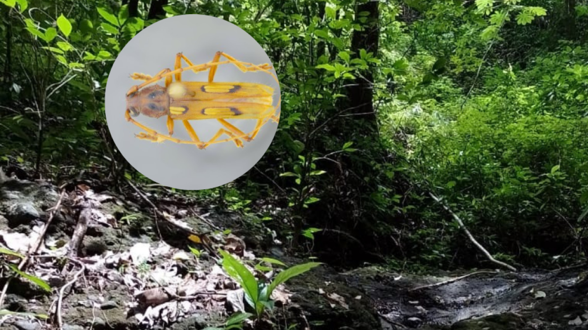 Estudiantes y Doccente de Uniatlánntico Descubren Nueva