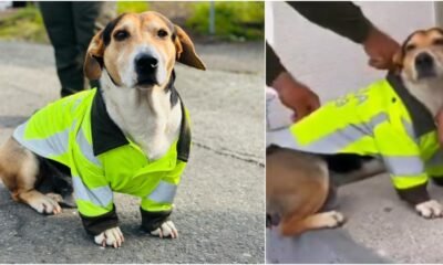 Adolfo, El Perro Policía Que Cautivó Las Redes Sociales Al Patrullar Junto Con la Fuerza Pública en Quindío