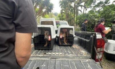 Drástica Santón Contra Presunto Cridero Ilegal de Animales en Cali: Estaban en Condiciones Deplorables