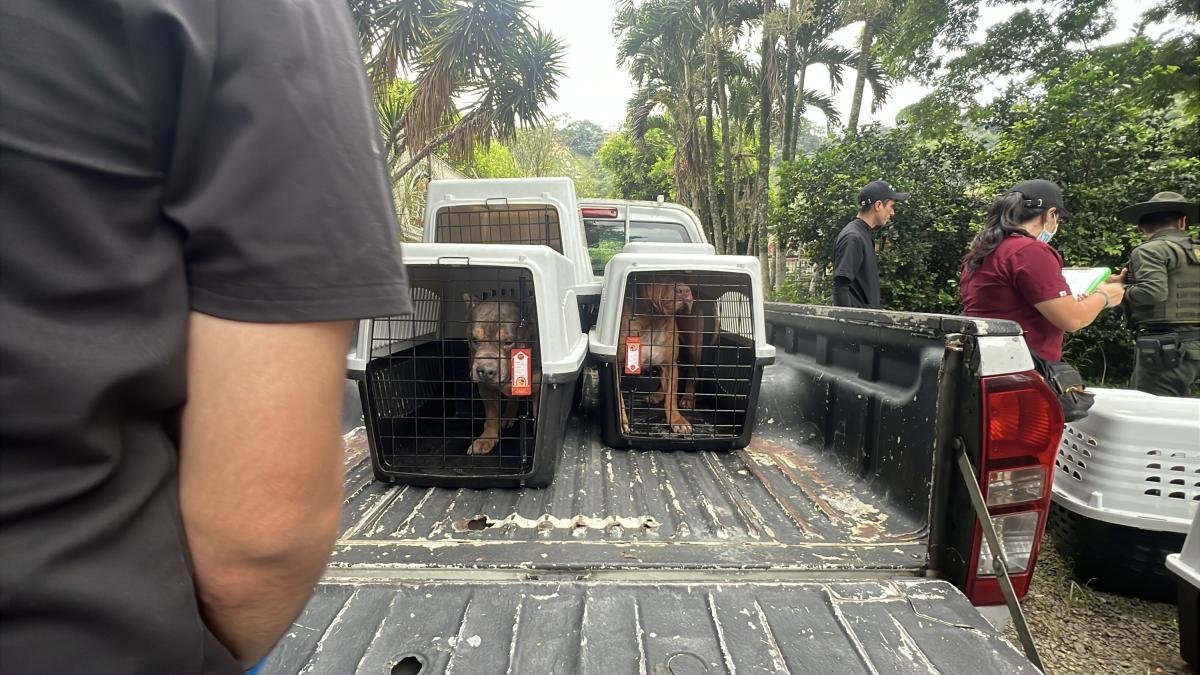 Drástica Santón Contra Presunto Cridero Ilegal de Animales en Cali: Estaban en Condiciones Deplorables