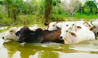 Comunidad Organización Rifa para Cerrar Cara de Gato en la mojana